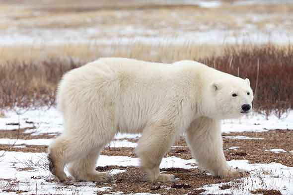 Churchill Polar Bear Adventures